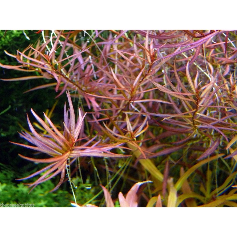 IC001 ADA Tissue Culture  - Ludwigia Arcuata