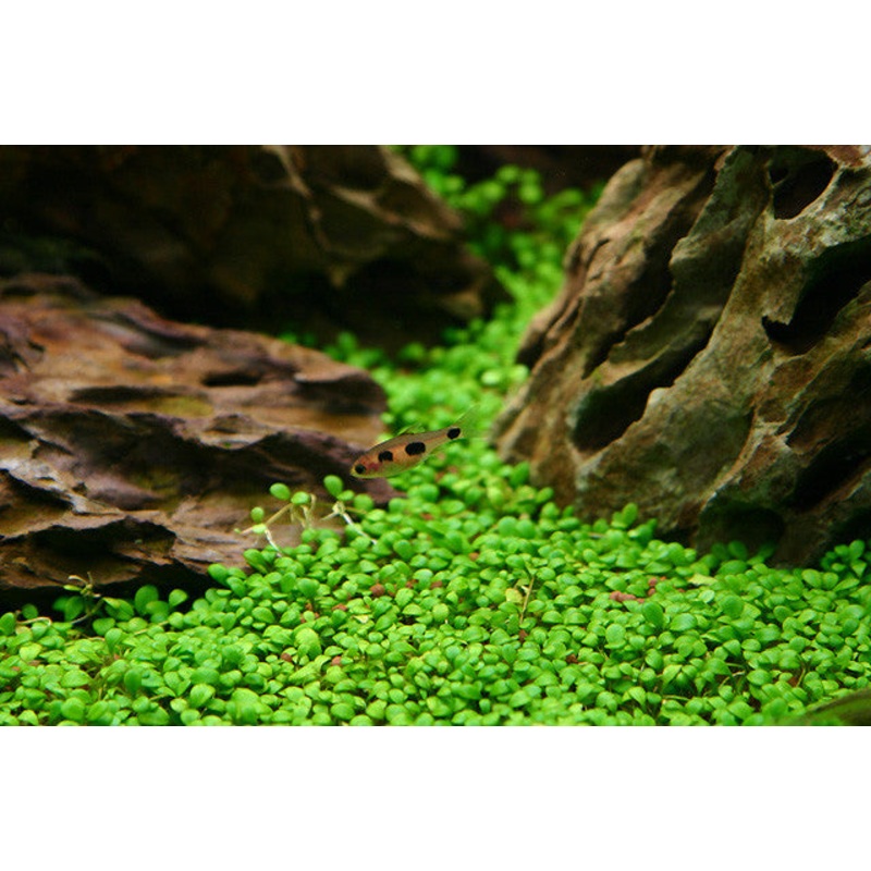 IC005 ADA Tissue - Culture Glossostigma elatinoides  (cup size: short)