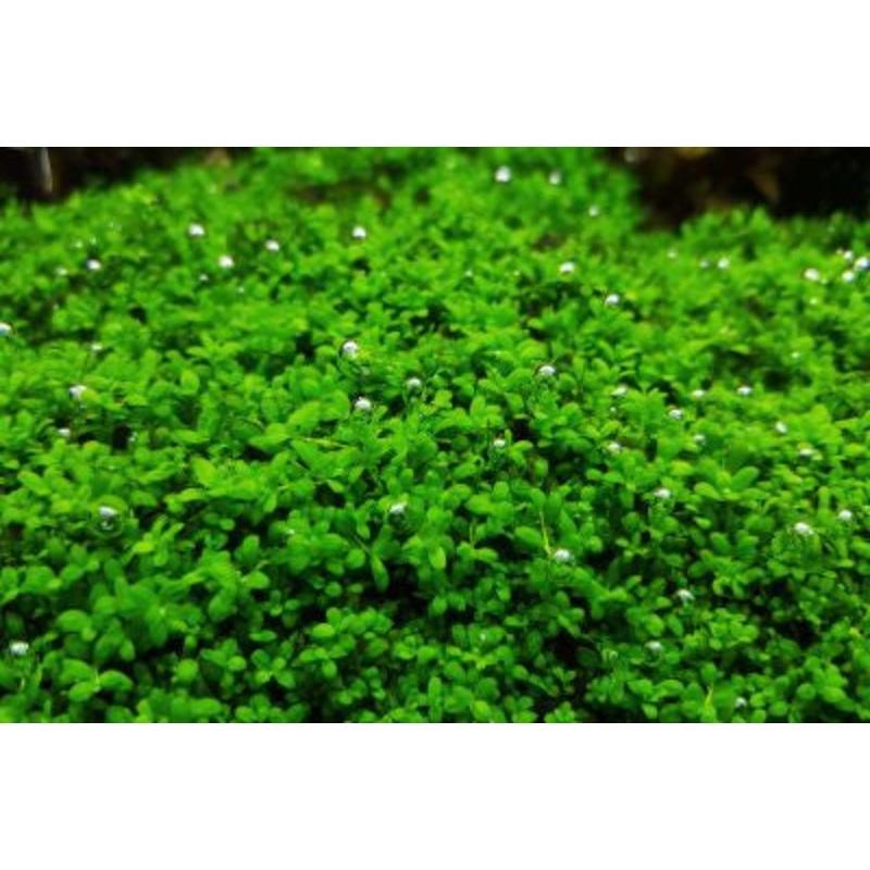 IC008 ADA Tissue Culture - Hemianthus Callitricoides (Dwarf Baby tears) (cup size: short)