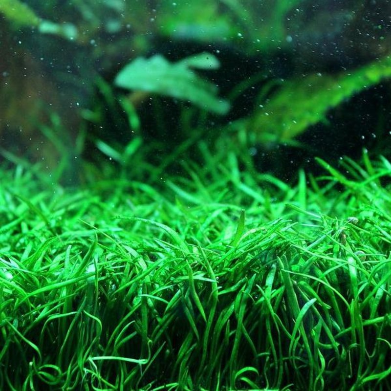 IC009 ADA Tissue Culture  - Lilaeopsis brasiliensis (cup size: short)
