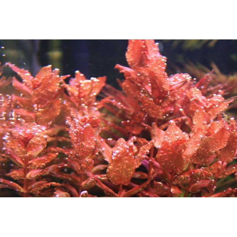 IC010 ADA Tissue Culture  - Rotala Macrandra