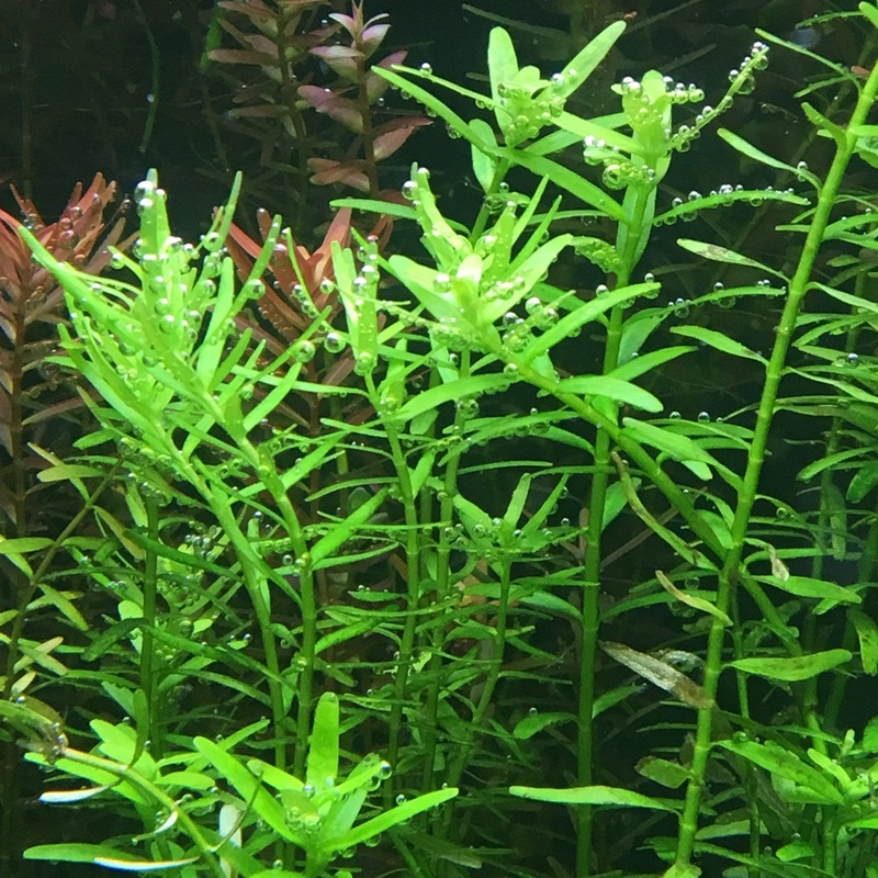 IC011 ADA Tissue Culture  - Rotala rotundifolia green (cup size: short)