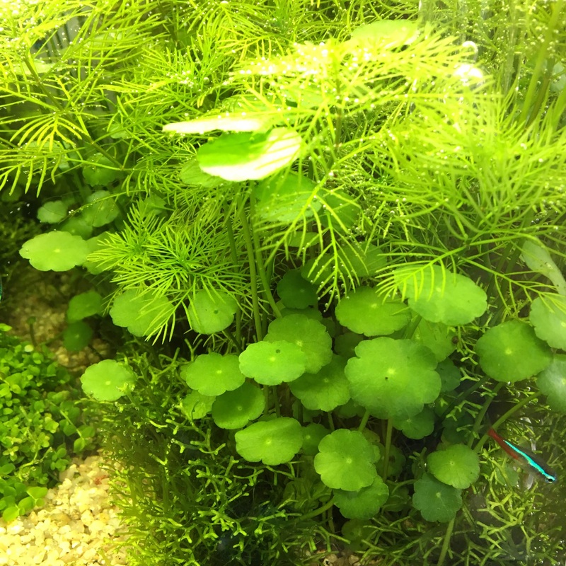 IC015 ADA Tissue Culture - Hydrocotyle verticillata (cup size: short)