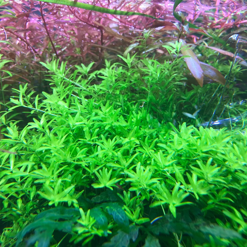 IC022 ADA Tissue Culture Plant - Hemianthus Micranthemoides aka Hemianthus Glomeratum (cup size: short)