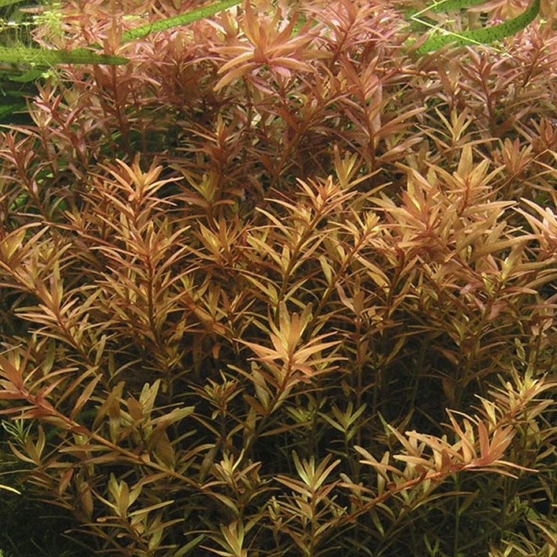 IC024 ADA Tissue Culture  - Rotala Rotundifolia (cup size: short)