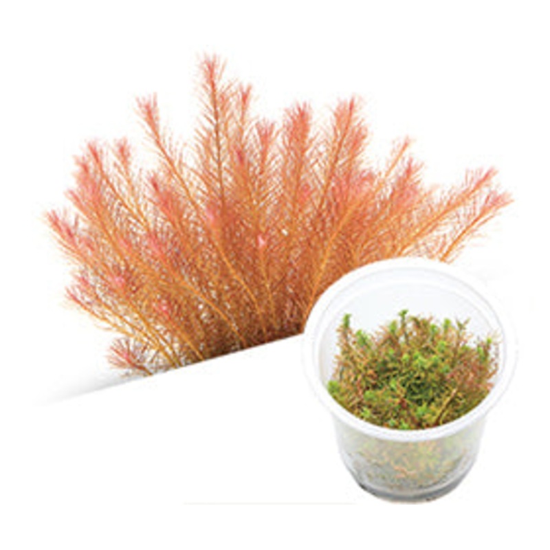 IC025 ADA Tissue Culture  - Rotala sp. 'Vietnam'