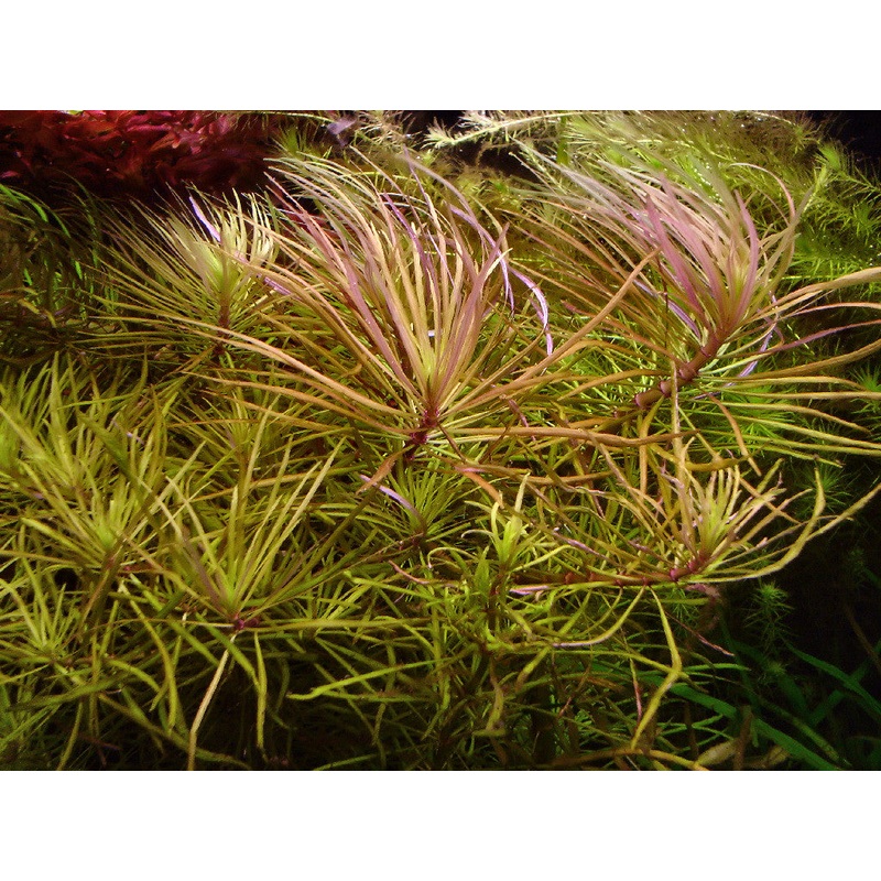IC026 ADA Tissue Culture  - Pogostemon stellatus 'Dassen' (cup size: short)