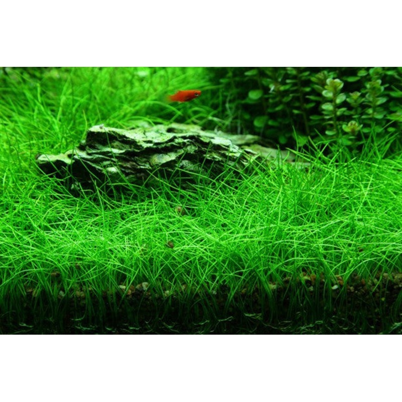 IC027 ADA Tissue Culture Plant - Eleocharis acicularis mini (labeled as Eleocharis parvula) (cup size: short)