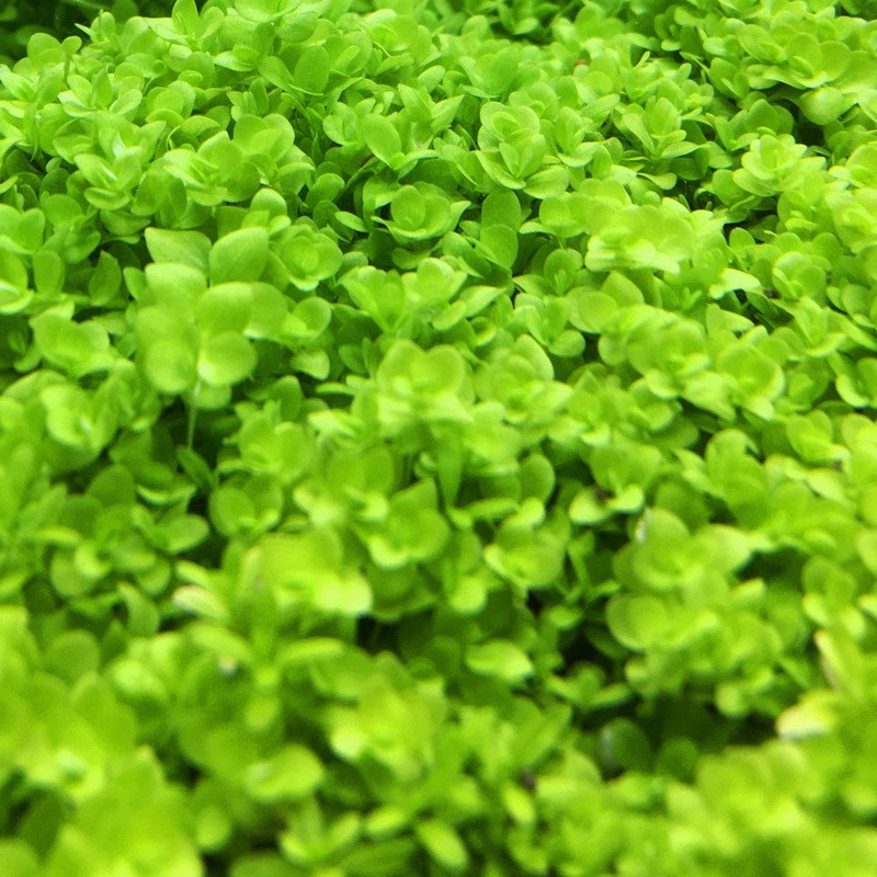 IC029 ADA Tissue Culture Plant - Micranthemum "Monte Carlo" (Labeled as Micranthemum tweediei) (cup size: short)