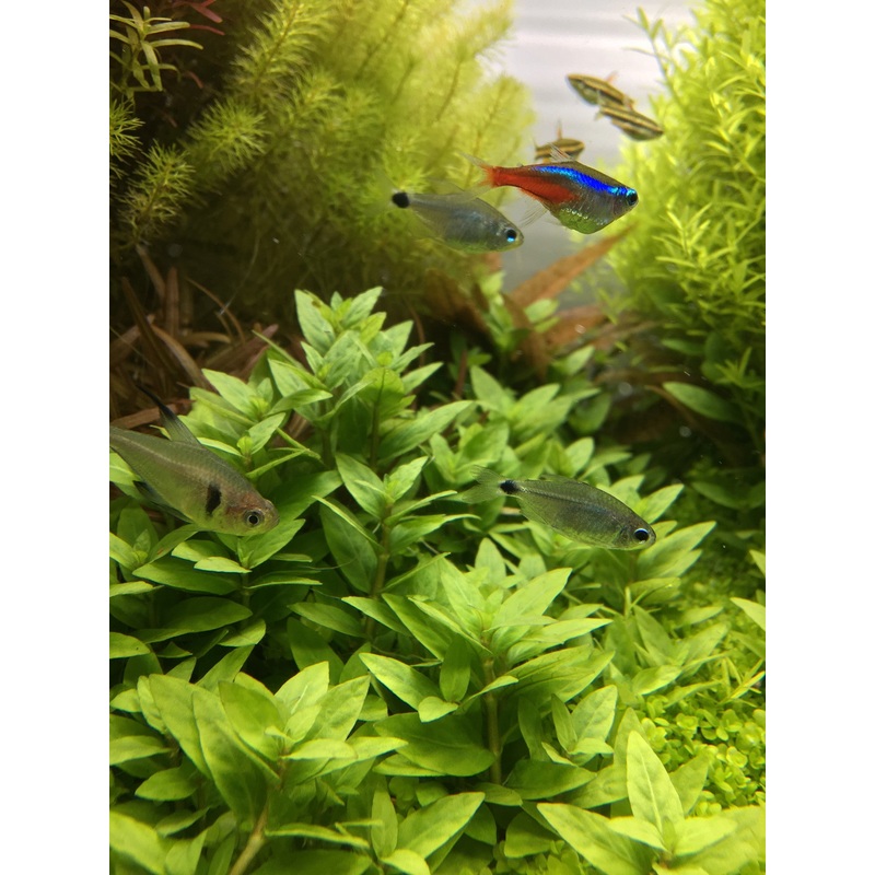 IC030 ADA Tissue Culture Plant - Staurogyne Repens