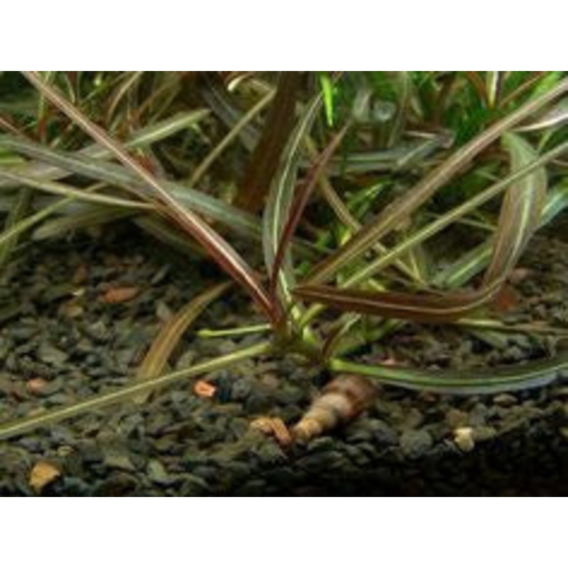 IC034 ADA Tissue Culture - Hygrophila "Araguaya Sharp Leaf" (cup size: short)