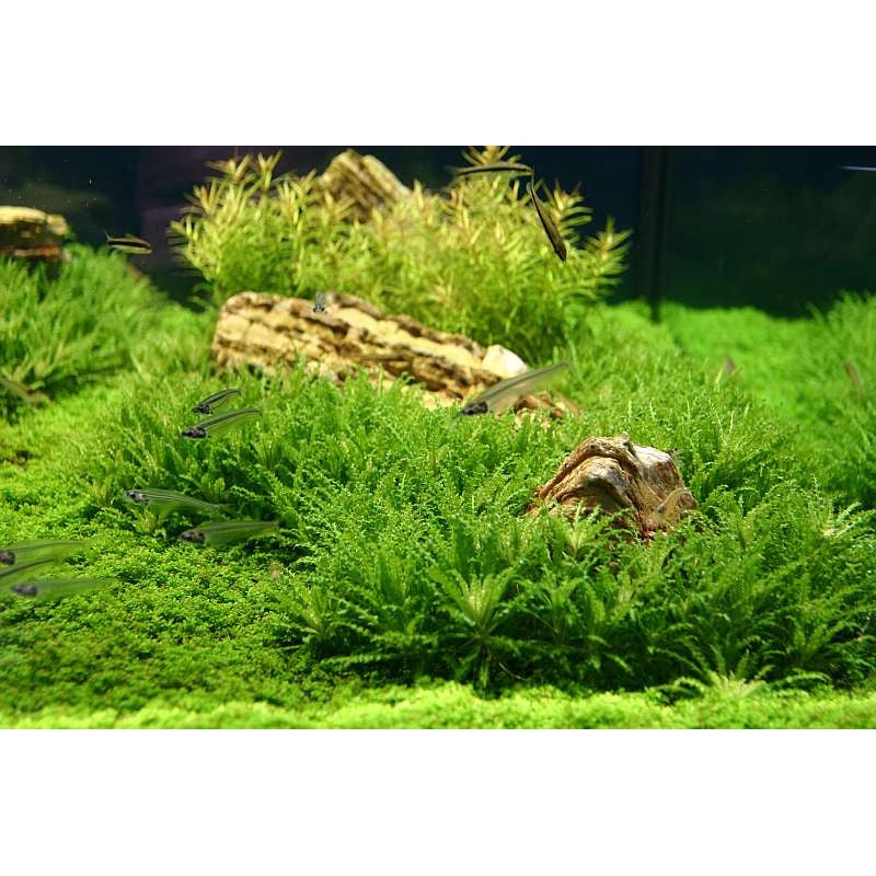 IC035 ADA Tissue Culture  - Pogostemon helferi (cup size: small)
