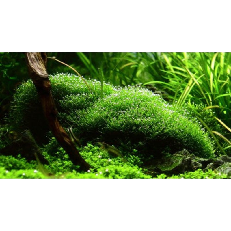IC040 ADA Tissue Culture - Riccia Fluitans (cup size: short)