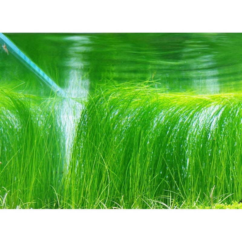 IC041 ADA Tissue Culture  - Eleocharis vivipara