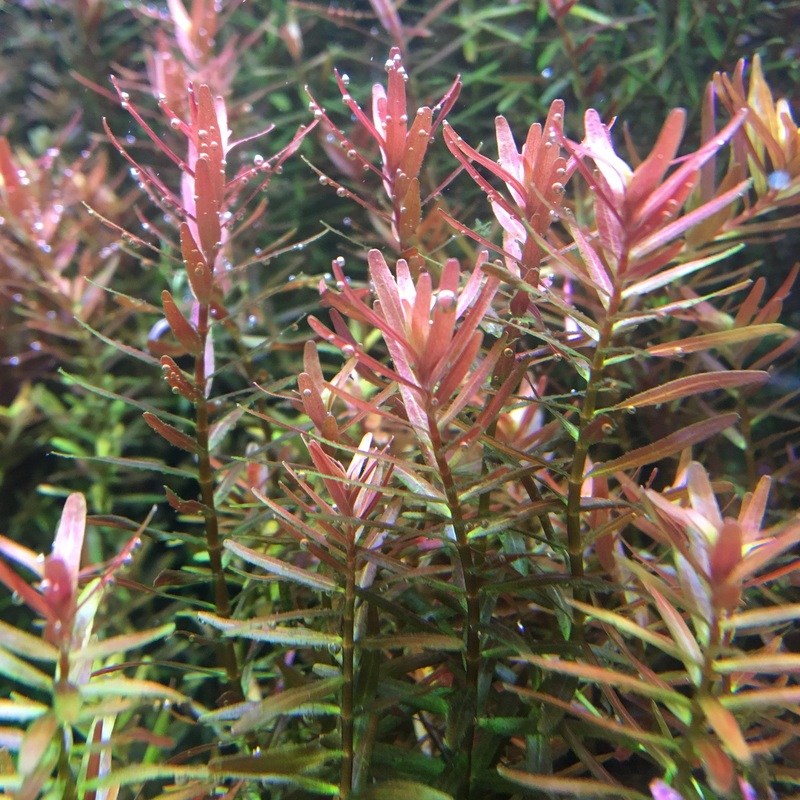 IC043 ADA Tissue Culture  - Rotala sp. "H'Ra"  (cup size: short)