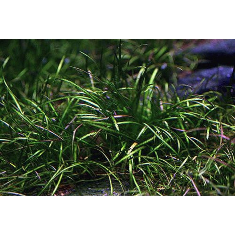 IC076 ADA Tissue Culture - Echinodorus Tenellus (Helanthium tenellum) short cup
