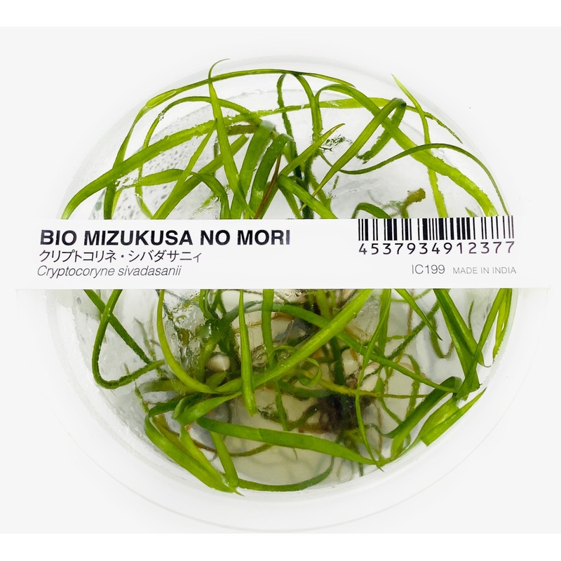 IC199 ADA Tissue Culture-Cryptocoryne Sivadasanii