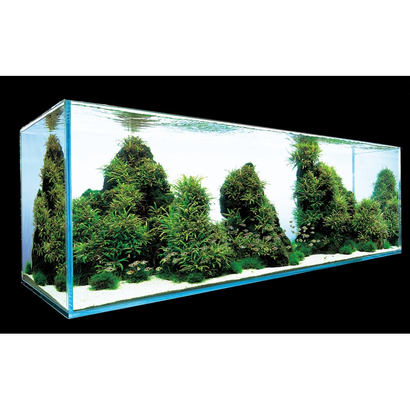IC202 ADA Tissue Culture  - Hygrophila pinnatifida (cup size: short)