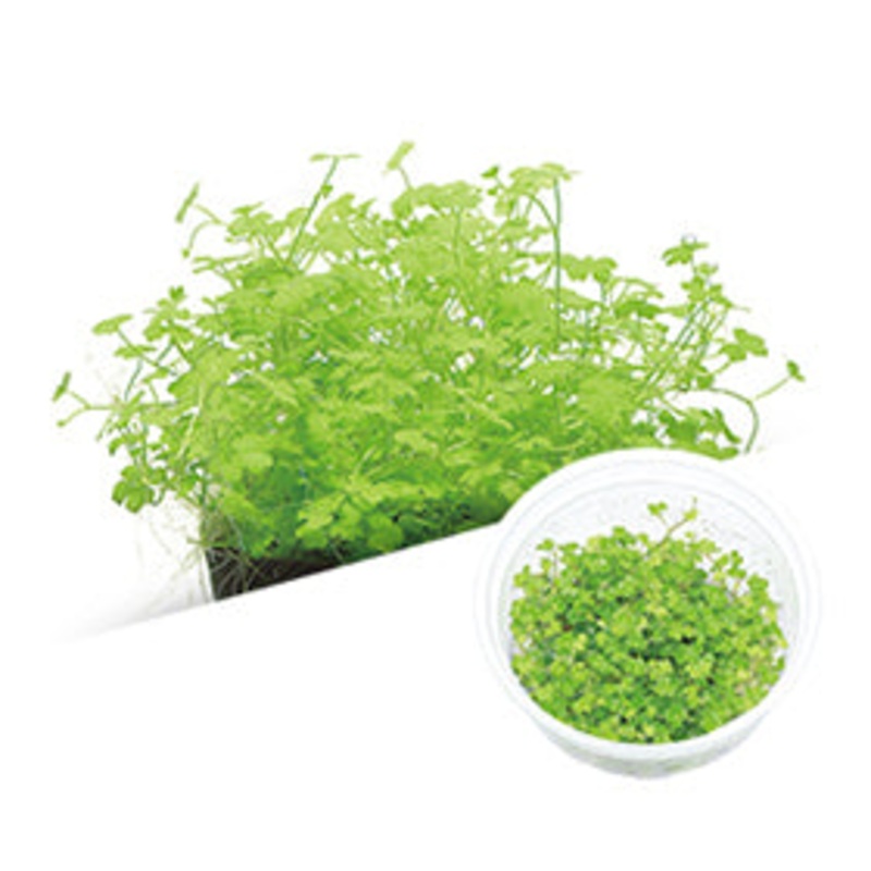 IC203 ADA Tissue Culture  - Hydrocotyle tripartita "mini" (cup size: short)