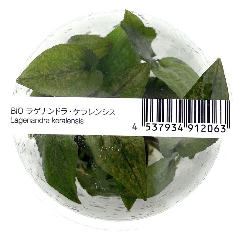 IC215 ADA Tissue Culture - Lagenandra keralensis