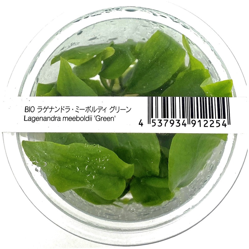 IC216 ADA Tissue Culture - Lagenandra meeboldii 'Green'