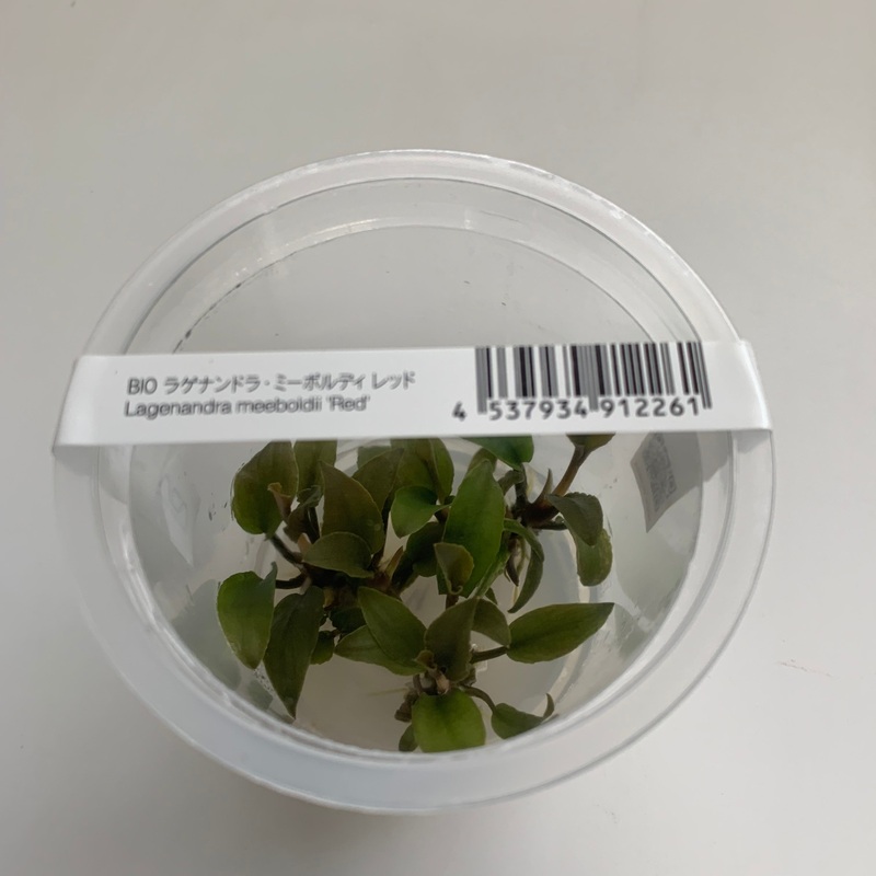 IC217 ADA Tissue Culture - Lagenandra meeboldii 'Red'