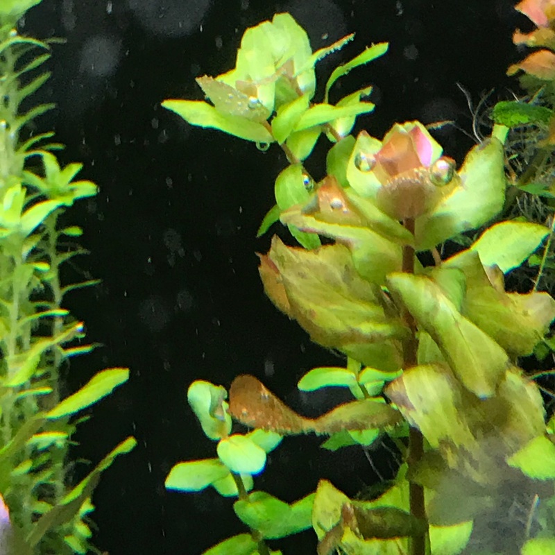 IC224 Tissue Culture  - Rotala Shimoga (cup size: tall)