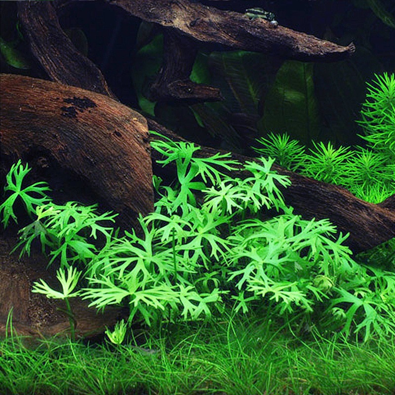 IC296 ADA tissue culture-Ranunculus inundatus (cup size: short)