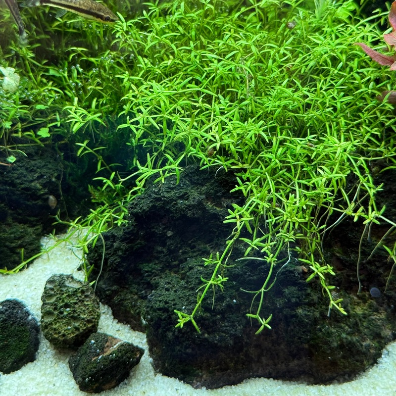 IC299 ADA Tissue Culture - Microcarpaea Minima Merrill (cup size: short)