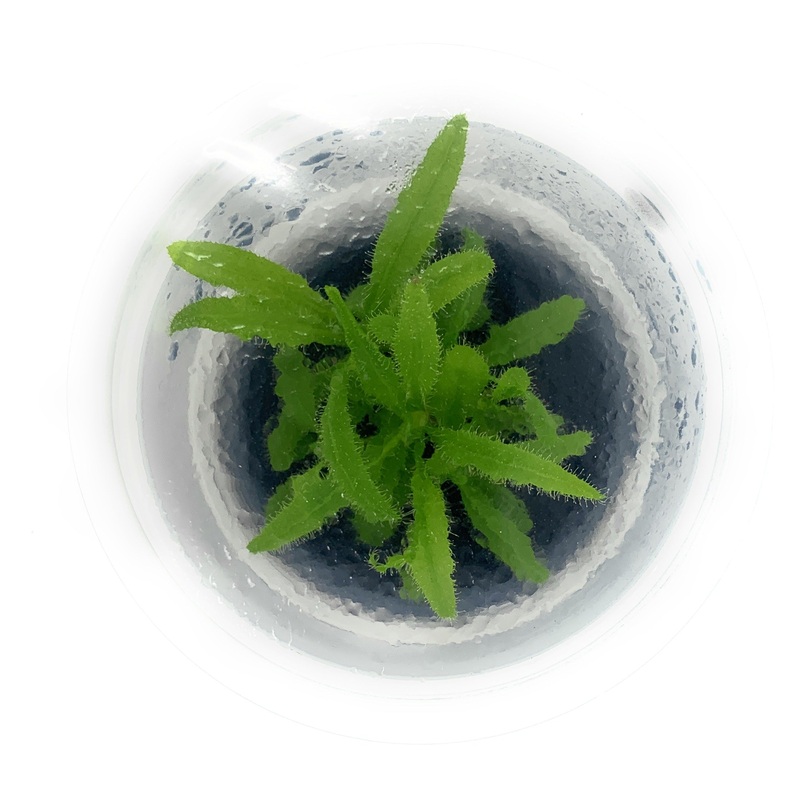 IC372 ADA Tissue Culture - Drosera Adelae  (cup size: short)