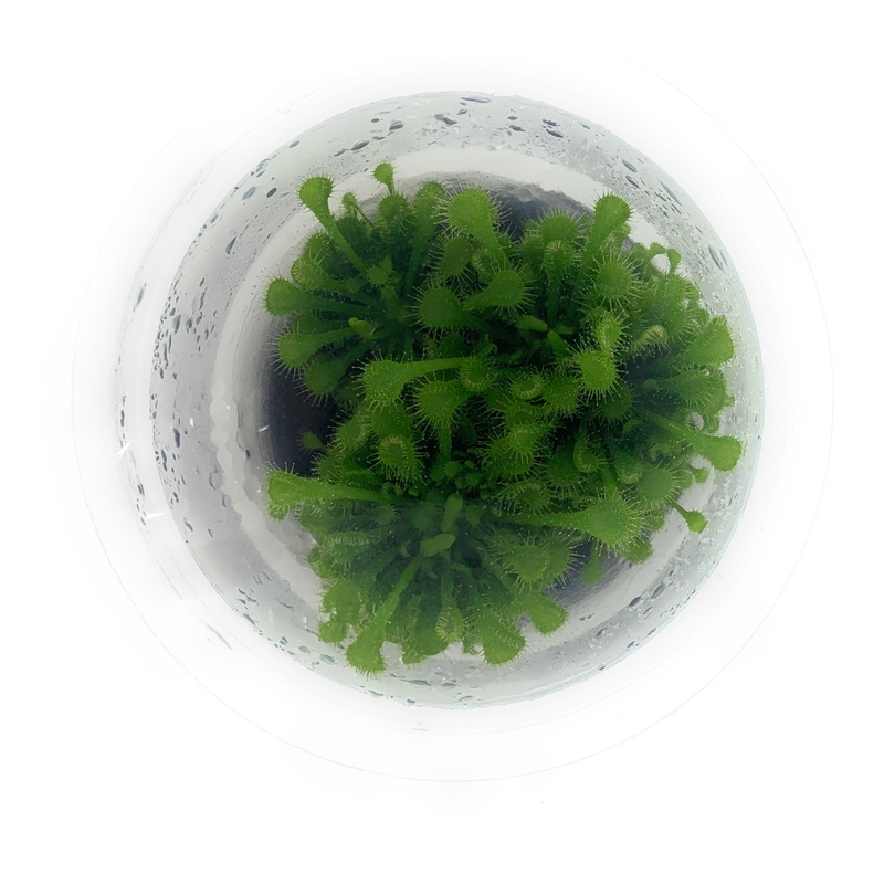IC373 ADA Tissue Culture - Drosera spatula  (cup size: short)