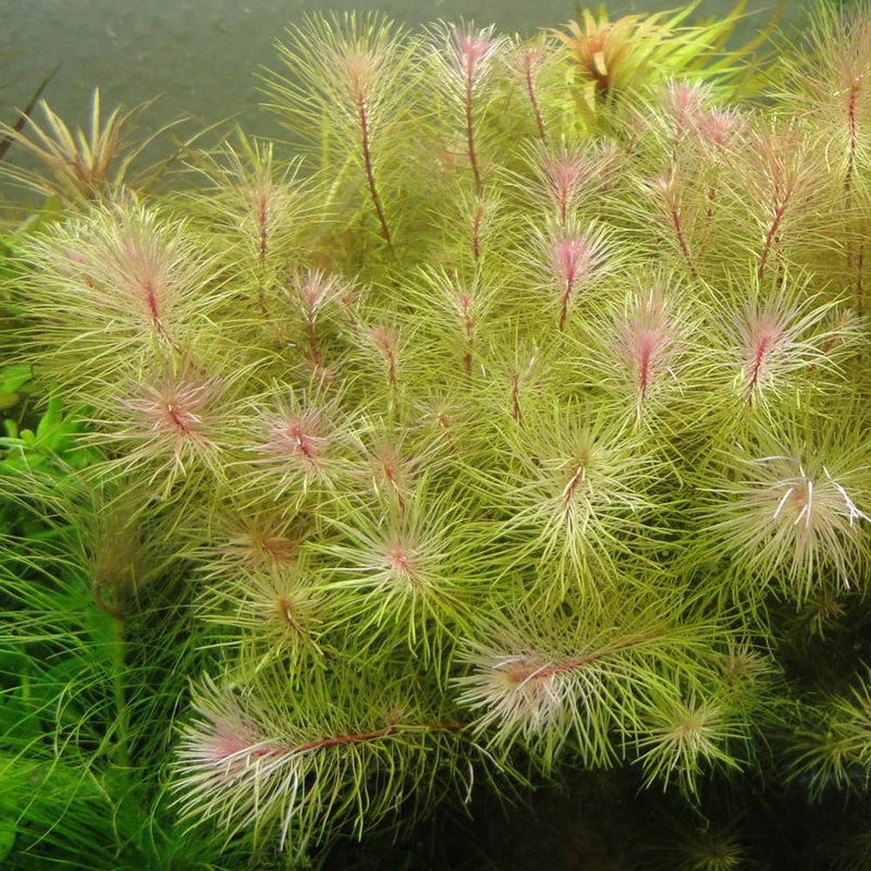 IC389 ADA Tissue Culture  - Rotala wallichi 'Long leaf'