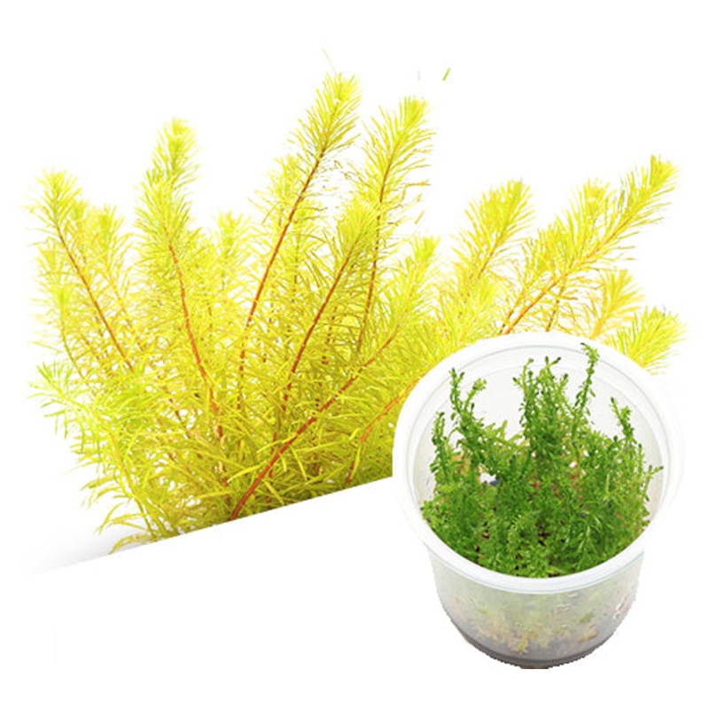 IC392 ADA Tissue Culture  - Rotala sp 'Bangladesh' (cup size: tall)