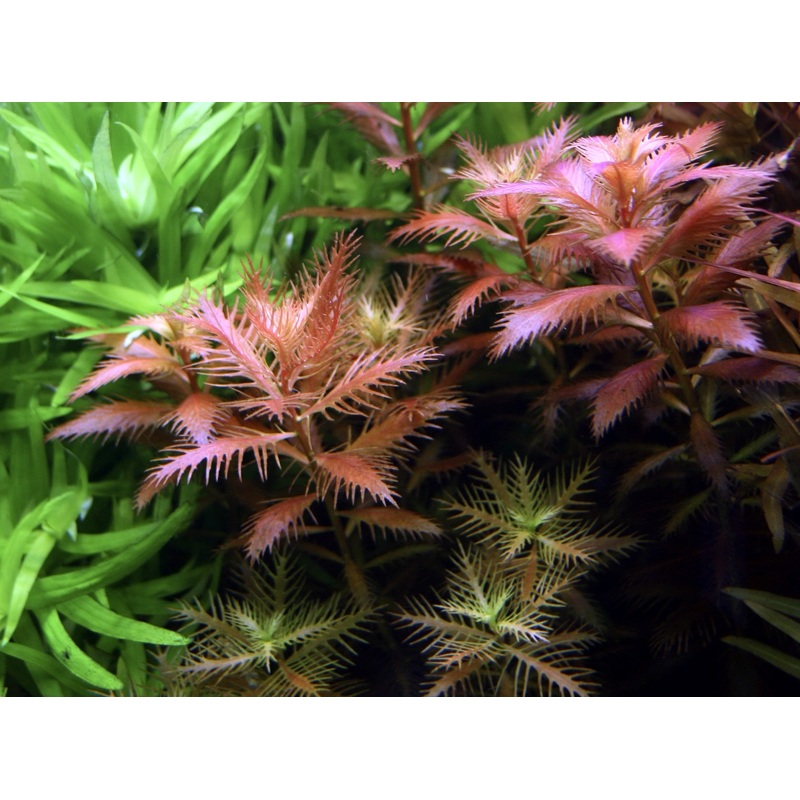 IC403 ADA tissue culture plant-Proserpinaca Palustris (short cup)