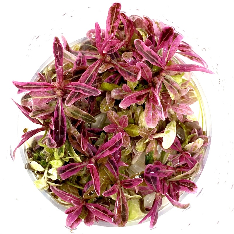 IC417 Tissue Culture  - Hygrophila 'Chai' (cup size: tall)