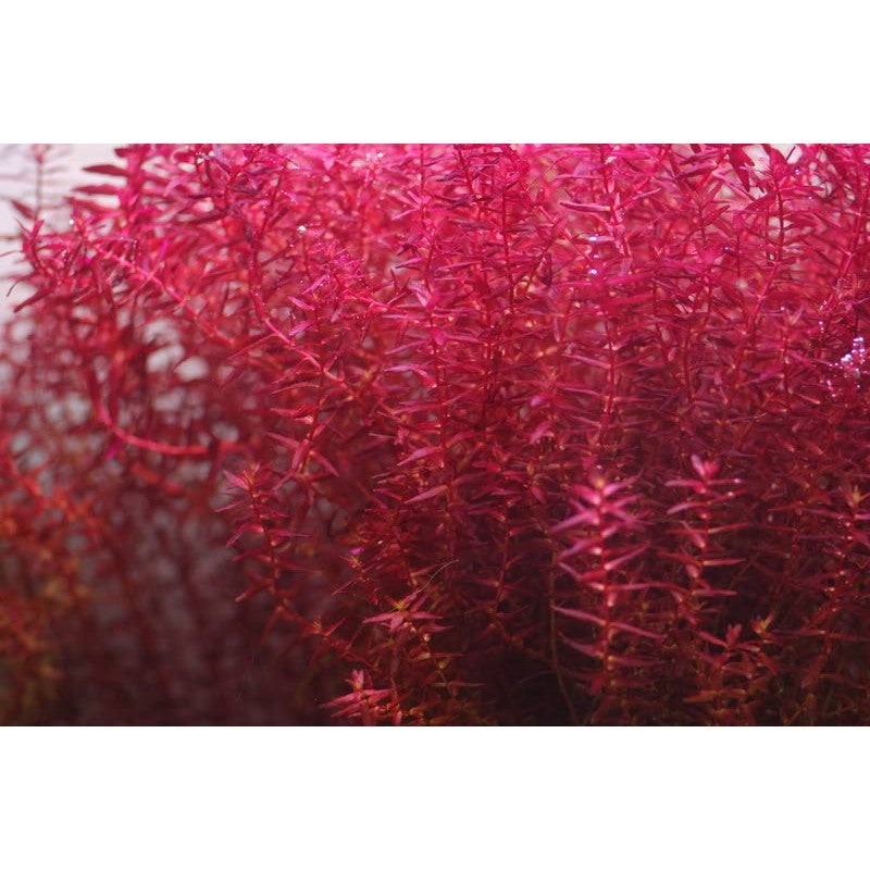 IC438 ADA Tissue Culture  - Rotala Macrandra sp. mini butterfly (cup size: short)