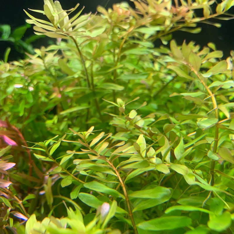 IC439 ADA Tissue Culture  - Rotala sp 'Ceylon'