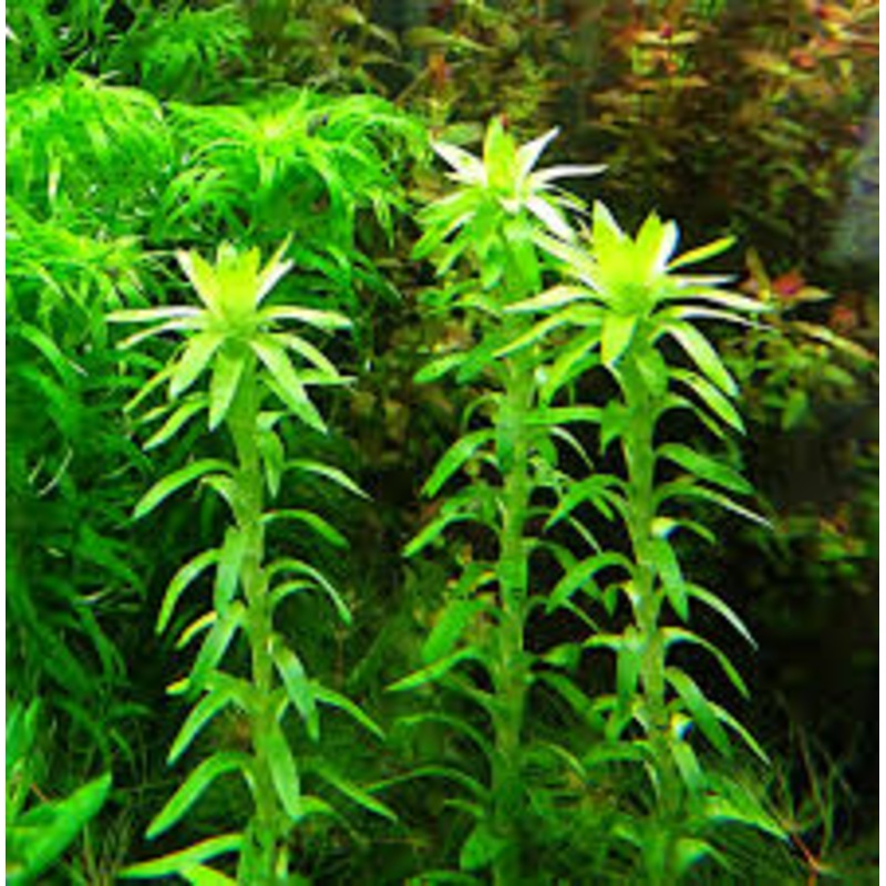 IC464 ADA Tissue Culture  - Tonina Fluviatilis