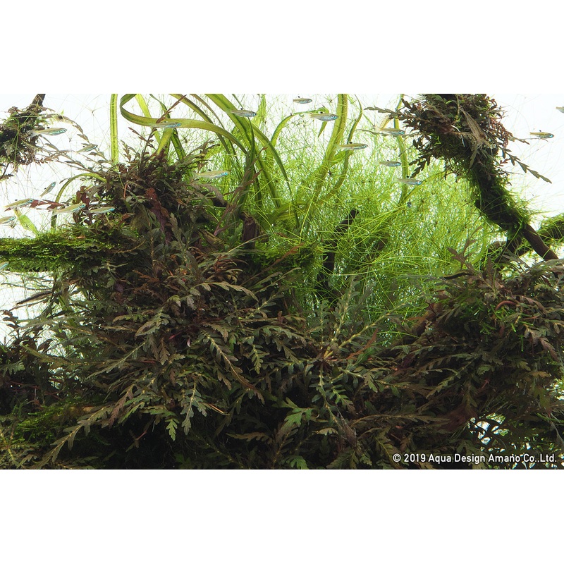 IC497 ADA Tissue Culture  - Hygrophila pinnatifida sp. UK ('Uttarakannada') (cup size: short)