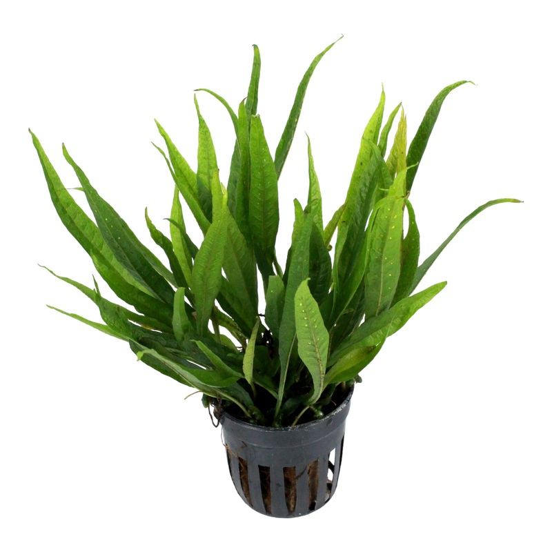Microsorum pteropus sp. hardy leaf (Java Fern sp. black forest) (potted)