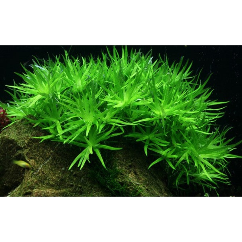 Tropica Aquarium Plants:  Heteranthera Zosterifolia (TC)  Tropica 1-2-Grow!