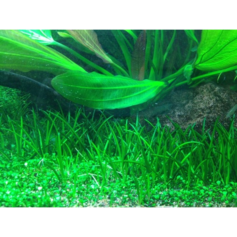 Tropica Aquarium Plants: Littorella uniflora (TC)  Tropica 1-2-Grow!