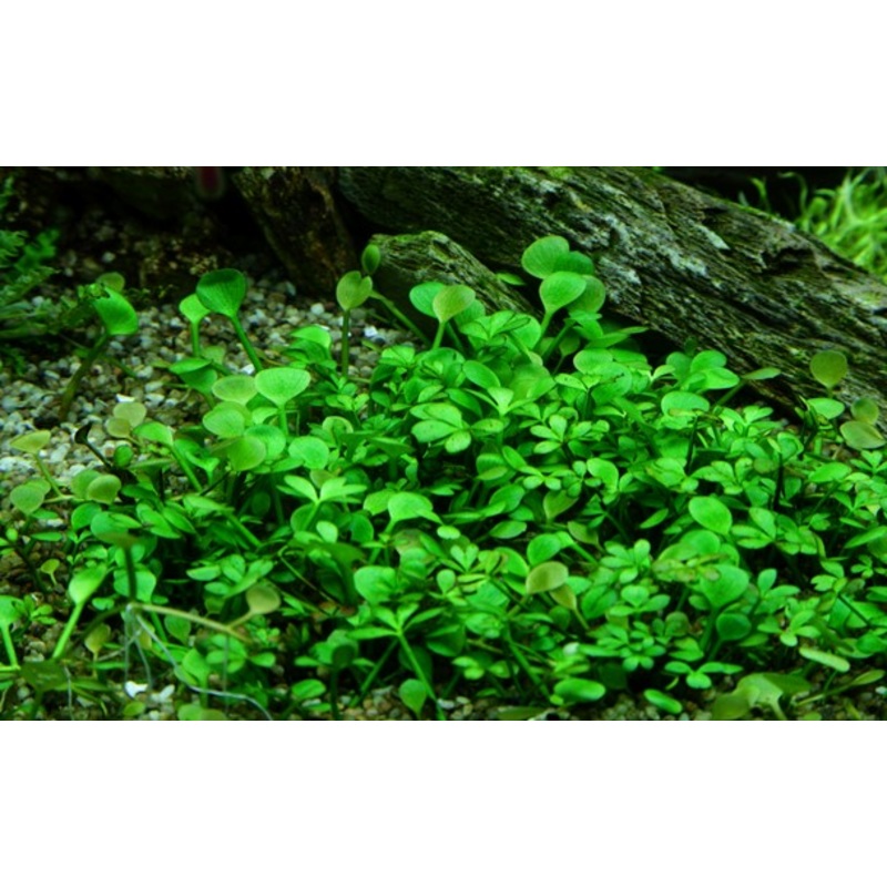 Tropica Aquarium Plants: Marsilea Hirsuta (TC)  Tropica 1-2-Grow!
