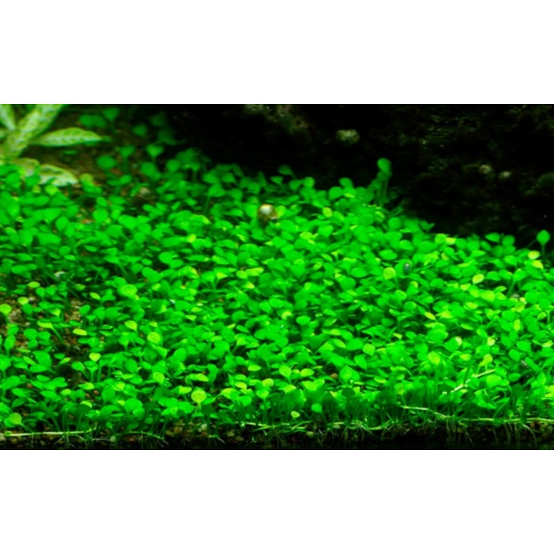 Tropica Aquarium Plants: Marsilea Minuta (TC)  Tropica 1-2-Grow!