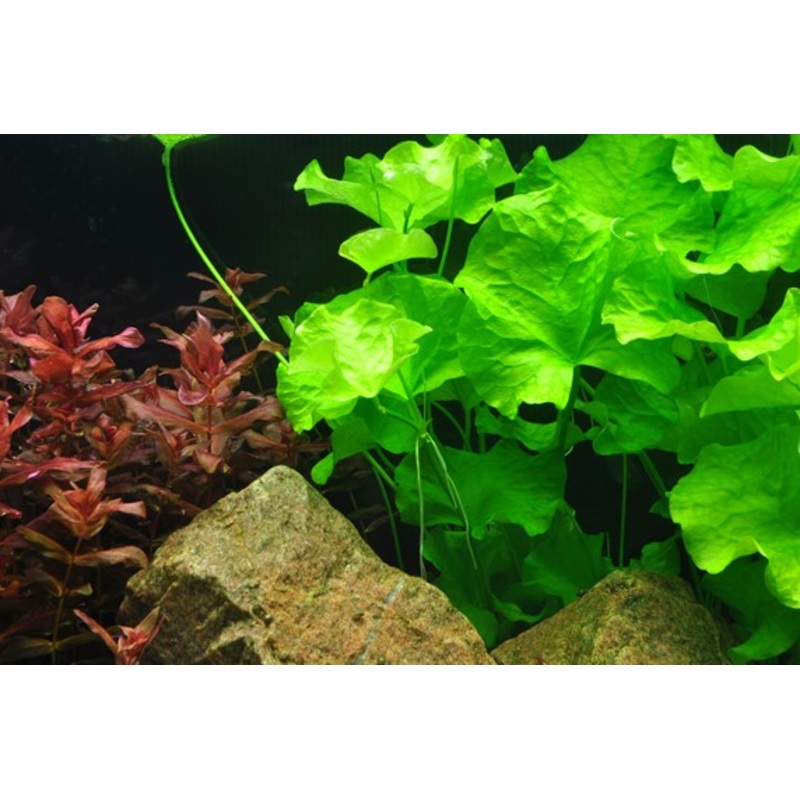 Tropica Aquarium Plants: Nymphoides Hydrophylla 'Taiwan' (TC)  Tropica 1-2-Grow!