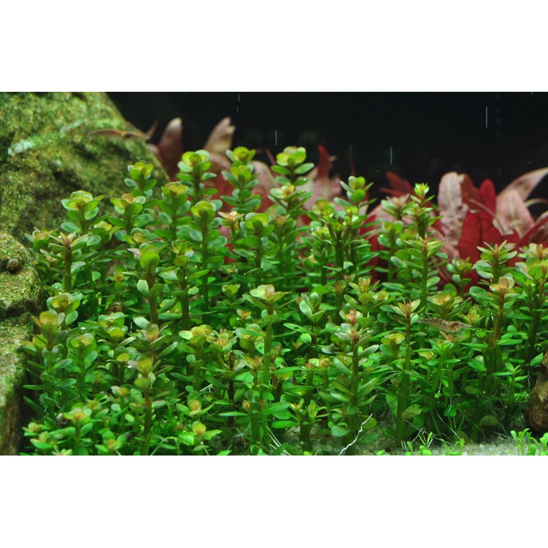 Tropica Aquarium Plants: Rotala "Bonsai" (tissue culture) Tropica 1-2-Grow!