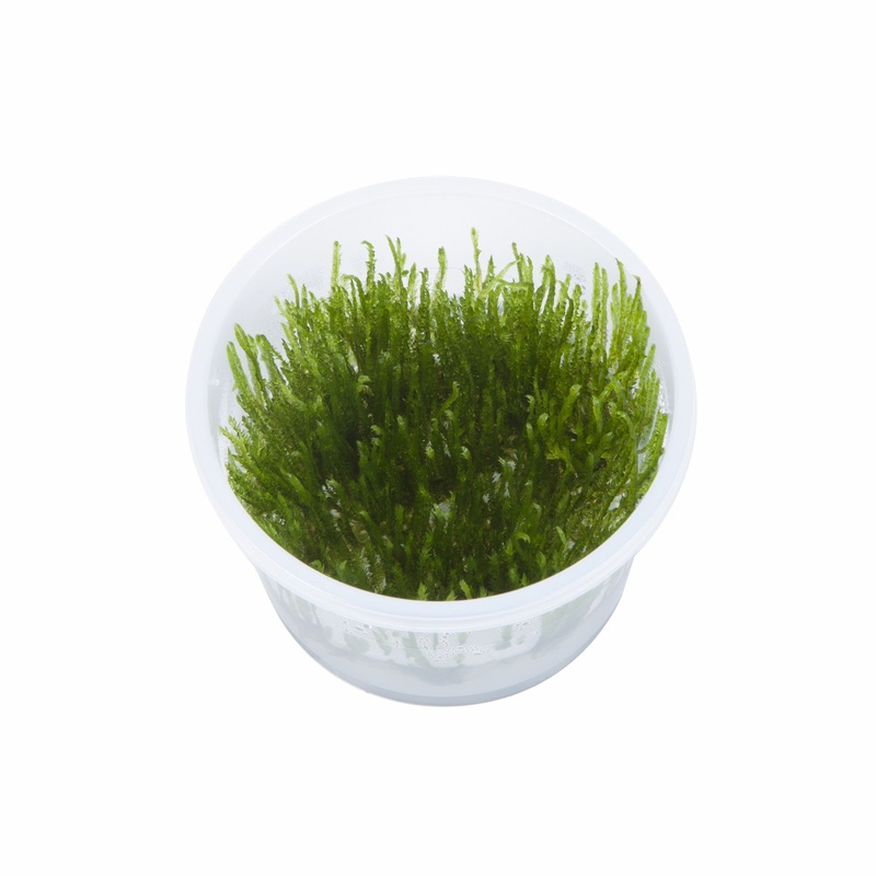 Tropica Aquarium Plants:  Taxiphyllum "Spiky" (TC) Tropica 1-2-Grow!