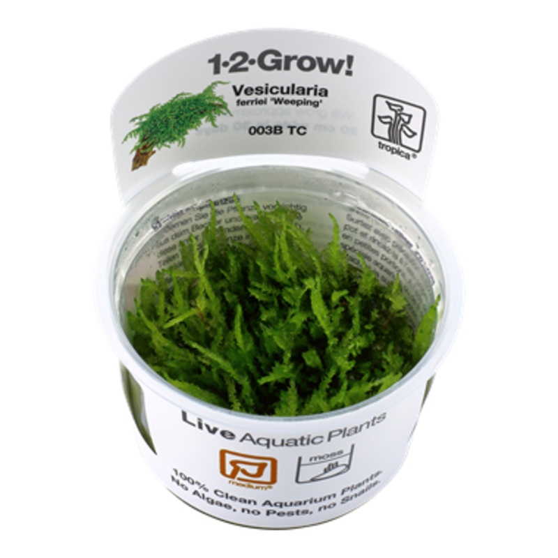 Tropica Aquarium Plants:  Vesicularia Ferriei 'Weeping' (TC)  Tropica 1-2-Grow!