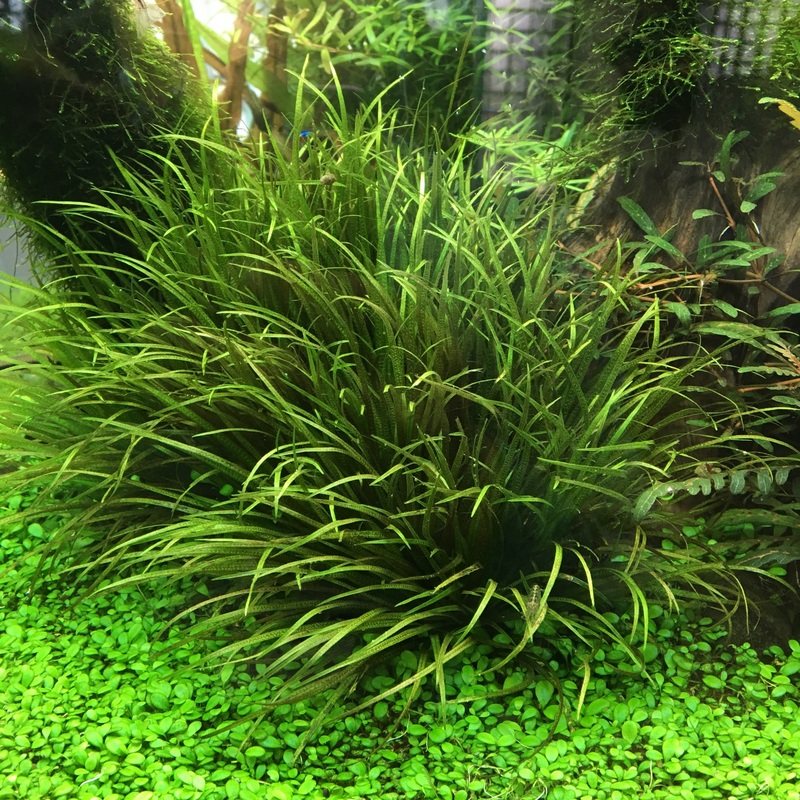 Blyxa japonica (3 submerged stems per order)
