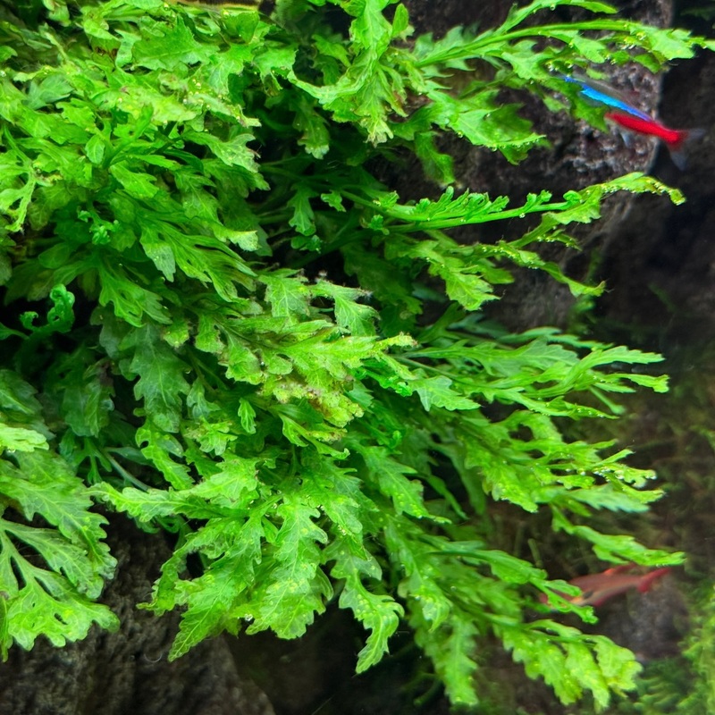 Bolbitis heudelotii (Aferican fern)  clump